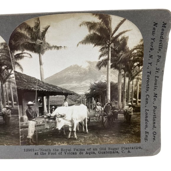 Antique 1905 Stereoview Photo Card Sugar Royal Palms Volcano de Aqua Guatemala - Picture 4 of 7